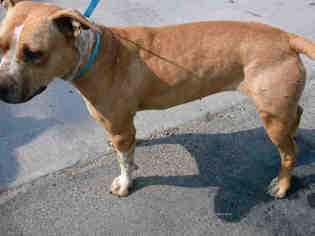 Medium Photo #3 American Pit Bull Terrier-Unknown Mix Puppy For Sale in Hanford, CA, USA