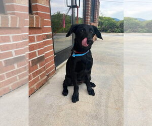 Mutt Dogs for adoption in Candler, NC, USA