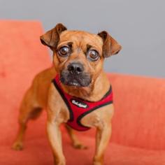 Chihuahua Dogs for adoption in Mission Hills, CA, USA