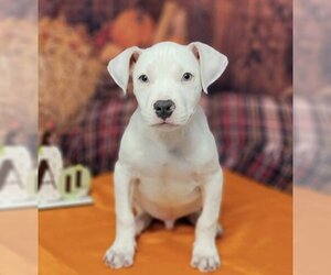 American Pit Bull Terrier Dogs for adoption in Jackson Township, NJ, USA