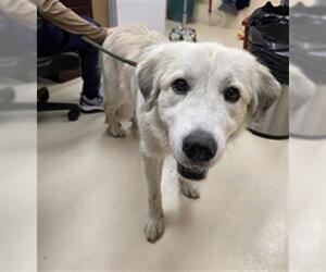 Great Pyrenees-Unknown Mix Dogs for adoption in Center Township, PA, USA