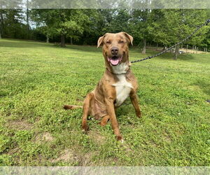 Labrador Retriever-Unknown Mix Dogs for adoption in Sparta, TN, USA