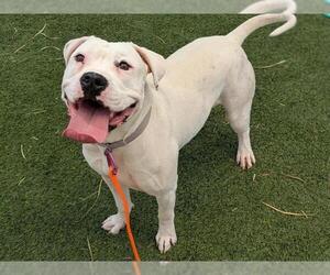American Pit Bull Terrier-Unknown Mix Dogs for adoption in Las Vegas, NV, USA