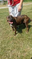 American Pit Bull Terrier Dogs for adoption in Trenton, MO, USA