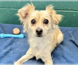 Dachshund-Unknown Mix Dogs for adoption in Raleigh, NC, USA