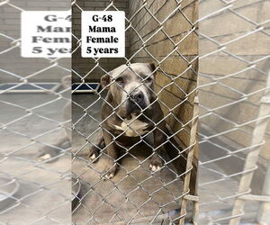American Pit Bull Terrier Dogs for adoption in San Diego, CA, USA