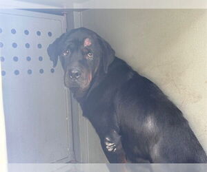 Rottweiler Dogs for adoption in Downey, CA, USA