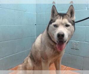 Siberian Husky Dogs for adoption in Downey, CA, USA