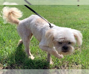 Shih Tzu Dogs for adoption in Dripping Springs, TX, USA