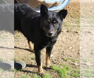 Mutt Dogs for adoption in Jackson, MS, USA