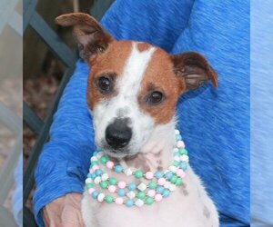 Jack-Rat Terrier Dogs for adoption in Garfield Heights, OH, USA