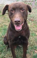 Labrador Retriever Dogs for adoption in Morehead, KY, USA