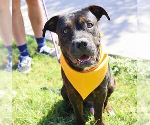 American Staffordshire Terrier Dogs for adoption in San Antonio, TX, USA