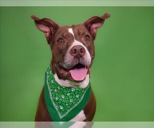American Bulldog-Unknown Mix Dogs for adoption in West Palm Beach, FL, USA