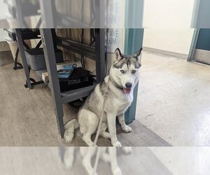 Siberian Husky Dogs for adoption in Pasadena, CA, USA