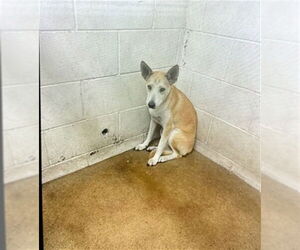 Siberian Husky-Unknown Mix Dogs for adoption in San Bernardino, CA, USA