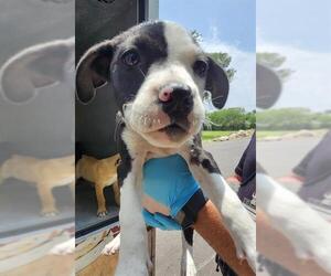 American Staffordshire Terrier-Unknown Mix Dogs for adoption in San Antonio, TX, USA