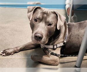 American Pit Bull Terrier-Unknown Mix Dogs for adoption in Houston, TX, USA