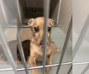 Chipin Dogs for adoption in Placerville, CA, USA