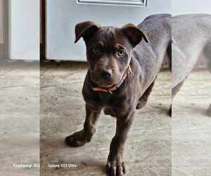 German Shepherd Dog-Unknown Mix Dogs for adoption in Waterloo, IA, USA