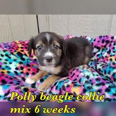 Small Beagle-Border Collie Mix