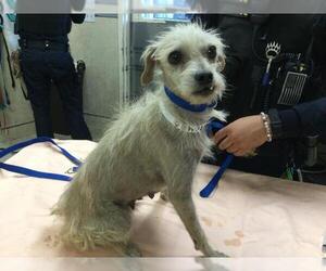 Mutt Dogs for adoption in Riverside, CA, USA