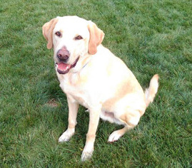 Labrador Retriever Dogs for adoption in Rochester, NY, USA