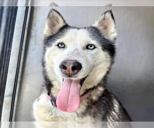 Siberian Husky Dogs for adoption in San Bernardino, CA, USA