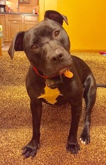 American Staffordshire Terrier-Unknown Mix Dogs for adoption in Brighton, TN, USA