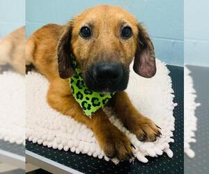 Golden Labrador Dogs for adoption in Orangeburg, SC, USA