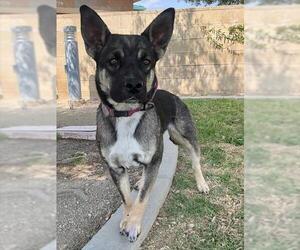 German Shepherd Dog-Unknown Mix Dogs for adoption in Riverside, CA, USA