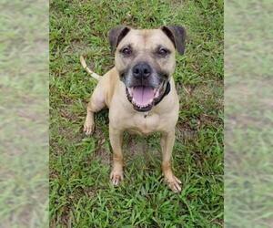 Black Mouth Cur Dogs for adoption in Green Cove Springs, FL, USA