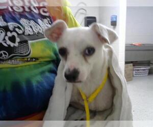 Chihuahua Dogs for adoption in Pasadena, TX, USA