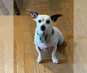 Chihuahua-Unknown Mix Dogs for adoption in New London, WI, USA