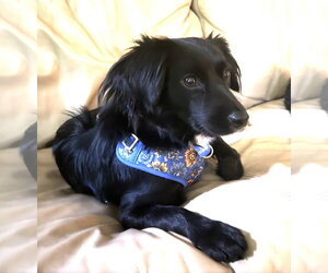 Australian Shepherd-Unknown Mix Dogs for adoption in St. Louis Park, MN, USA