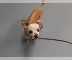 Chihuahua Dogs for adoption in Denver, CO, USA