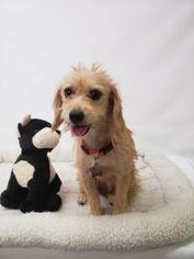 Medium Photo #1 Mutt Puppy For Sale in Phoenix , AZ, USA