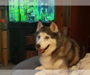 Alaskan Husky Dogs for adoption in aurora, IL, USA