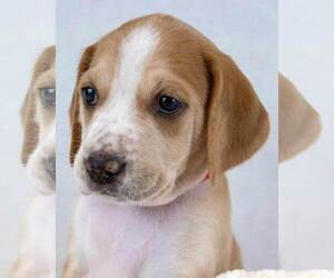 Medium Photo #5 Mutt Puppy For Sale in Kennesaw, GA, USA