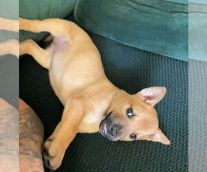 Mutt Dogs for adoption in Dana Point, CA, USA