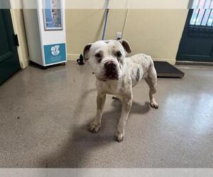 Bulldog-Unknown Mix Dogs for adoption in Pasadena, CA, USA
