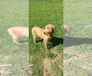 Goldendoodle Dogs for adoption in Bonifay, MO, USA