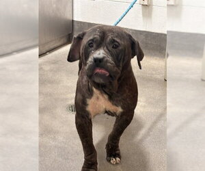 American Bulldog Dogs for adoption in Forestville, MD, USA