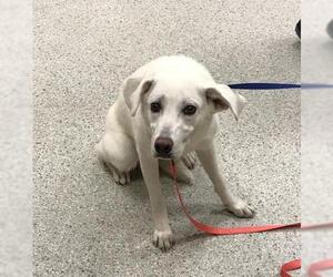 Labrador Retriever-Unknown Mix Dogs for adoption in Conroe, TX, USA