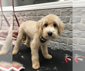 Maltese Dogs for adoption in Wheaton, IL, USA