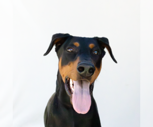 Doberman Pinscher Dogs for adoption in Pasadena, CA, USA