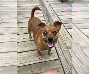 Chiweenie Dogs for adoption in Rural Hall, NC, USA