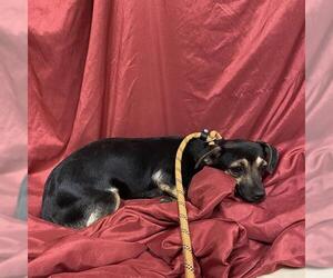 Chihuahua-Unknown Mix Dogs for adoption in Modesto, CA, USA