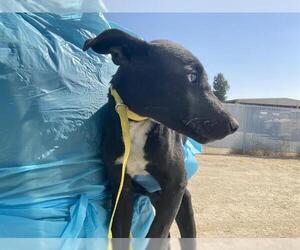 American Pit Bull Terrier Dogs for adoption in Bakersfield, CA, USA