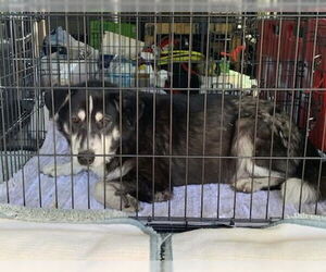 German Shepherd Dog-Unknown Mix Dogs for adoption in Stockton, CA, USA